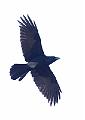 Ravn - Common Raven (Corvus corax)